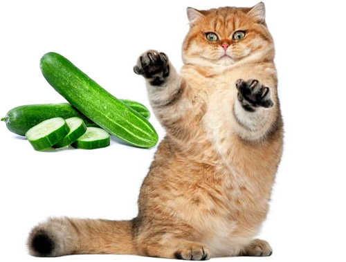 جالب و خواندنی از دلیل ترس گربه ها از خیار جالب و خواندنی از دلیل ترس گربه ها از خیار