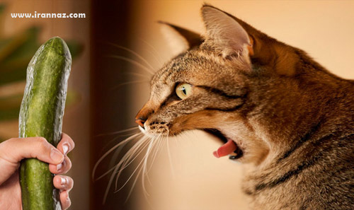 جالب و خواندنی از دلیل ترس گربه ها از خیار جالب و خواندنی از دلیل ترس گربه ها از خیار
