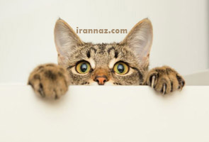 زمان وبگردی | جالب و خواندنی از دلیل ترس گربه ها از خیار زمان وبگردی | جالب و خواندنی از دلیل ترس گربه ها از خیار