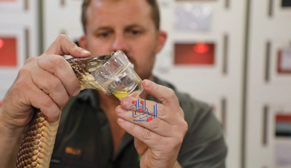 169676186336841-irannaz-com فردی که زهر مار را بیرون می کشد ، زهرکشی ، عجیب و ترسناک ترین شغل های سراسر دنیا