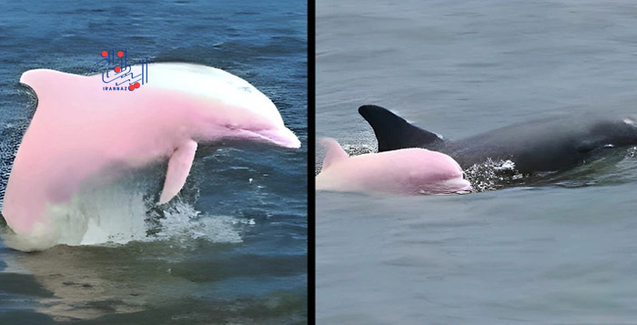 170220460077378-irannaz-com دلفین رودخانه ای صورتی تقریبا منقرض شده ، حقایق شگفت انگیز و جالب درمورد دنیای اطراف