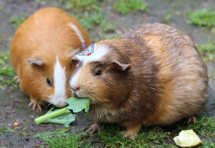 170220460368334-irannaz-com در سوئیس نمی توانید فقط یک خوکچه هندی داشته باشید