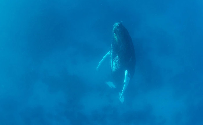 170220460433813-irannaz-com نهنگ ها به صورت عمودی نزدیکی سطح آب چرت می زنند ، حقایق شگفت انگیز و جالب درمورد دنیای اطراف