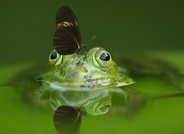170220460597771-irannaz-com پروانه ها با پاهایشان طعم ها را می چشند