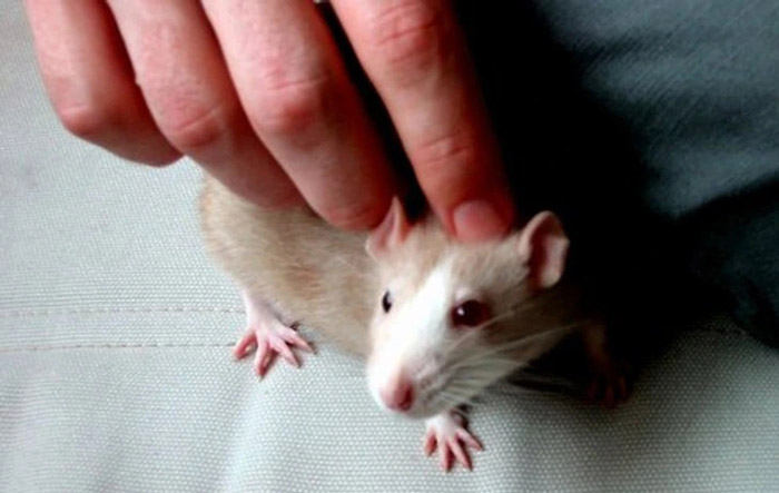 170220460678236-irannaz-com موش ها وقتی آنها را قلقلک می دهید، می خندند ، حقایق شگفت انگیز و جالب درمورد دنیای اطراف