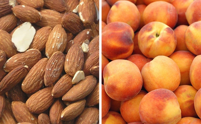 170220461132739-irannaz-com بادام و هلو از یک خانواده هستند ، حقایق شگفت انگیز و جالب درمورد دنیای اطراف