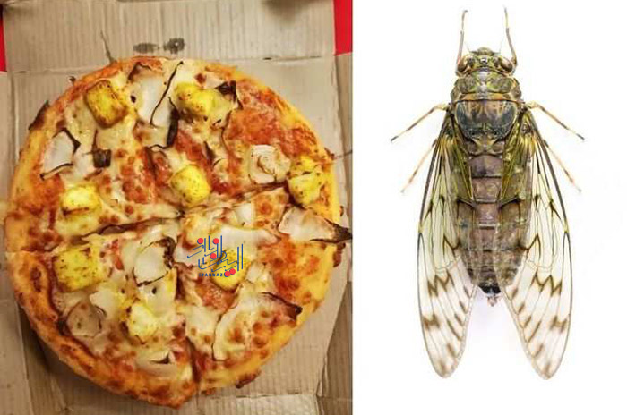 170396961389765-irannaz-com پیتزای جیرجیرک در میزوری آمریکا