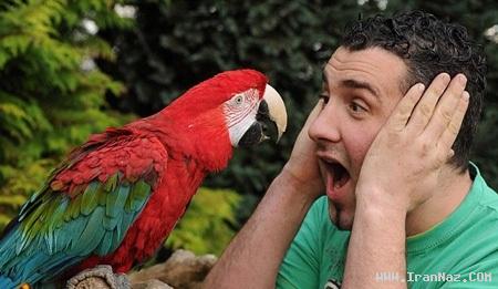 بی ادب ترین طوطی جهان که فقط ... میدهد! +عکس بی ادب ترین طوطی جهان که فقط ... میدهد! +عکس