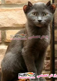 زمان و ساعت وبگردی؛ گربهای که چهارتا گوش دارد!! (+عکس) زمان و ساعت وبگردی؛ گربهای که چهارتا گوش دارد!! (+عکس)