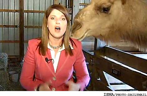 شتر در برنامه زنده موهای زن خبرنگار را خورد + عکس شتر در برنامه زنده موهای زن خبرنگار را خورد + عکس