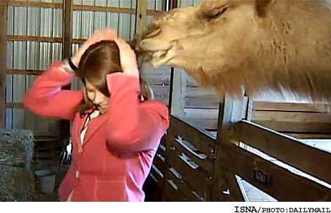 شتر در برنامه زنده موهای زن خبرنگار را خورد + عکس شتر در برنامه زنده موهای زن خبرنگار را خورد + عکس