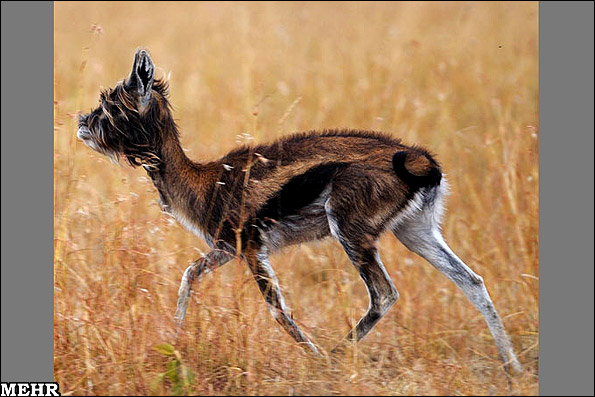 کشف یک جانور بسیار عجیب در آفریقا!! (+عکس) کشف یک جانور بسیار عجیب در آفریقا!! (+عکس)