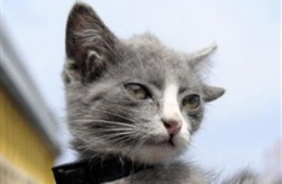 گربهای که چهارتا گوش دارد!! (+عکس) گربهای که چهارتا گوش دارد!! (+عکس)