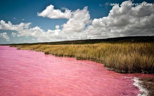 دریاچه ای عجیب که رنگ آب آن صورتی است! +تصاویر