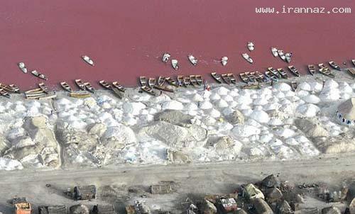 دریاچه ای عجیب که رنگ آب آن صورتی است! +تصاویر