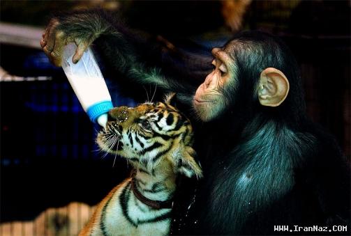 زمان و ساعت وبگردی؛ وقتی که یک شامپازه مادر یک ببر می شود!! +عکس زمان و ساعت وبگردی؛ وقتی که یک شامپازه مادر یک ببر می شود!! +عکس