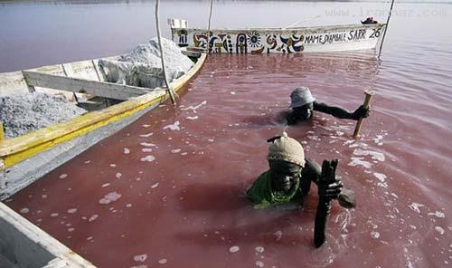 دریاچه ای عجیب که رنگ آب آن صورتی است! +تصاویر