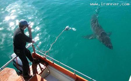 عشق عجیب کوسه ماده به یک مرد ماهیگیر! +عکس عشق عجیب کوسه ماده به یک مرد ماهیگیر! +عکس
