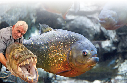 ماهی های درنده تر و کشنده تر از کوسه!!! ماهی های درنده تر و کشنده تر از کوسه!!!