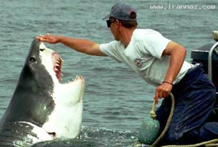 عشق عجیب کوسه ماده به یک مرد ماهیگیر! +عکس عشق عجیب کوسه ماده به یک مرد ماهیگیر! +عکس