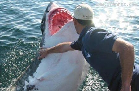 عشق عجیب کوسه ماده به یک مرد ماهیگیر! +عکس عشق عجیب کوسه ماده به یک مرد ماهیگیر! +عکس