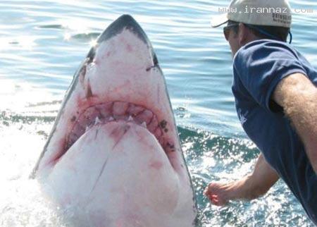 عشق عجیب کوسه ماده به یک مرد ماهیگیر! +عکس عشق عجیب کوسه ماده به یک مرد ماهیگیر! +عکس