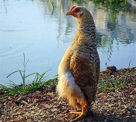 مرغ احمقی که فکر می کند پنگوئن است (+عکس)