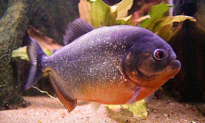 زمان و ساعت وبگردی؛ ماهی های درنده تر و کشنده تر از کوسه!!! زمان و ساعت وبگردی؛ ماهی های درنده تر و کشنده تر از کوسه!!!