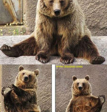 زمان و ساعت وبگردی؛ خرسی عجیب كه روز 15 دقیقه یوگا كار میكند +عکس