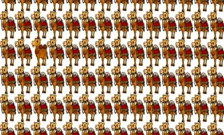 تاریخ امروز چهرهها |فقط چشم های صد در صد سالم میتونن شتر متفاوت رو بین اینهمه شتر پیدا کنن تاریخ امروز چهرهها |فقط چشم های صد در صد سالم میتونن شتر متفاوت رو بین اینهمه شتر پیدا کنن