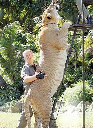 حیوانی که تا بحال وجود نداشته!؟ (+عکس) حیوانی که تا بحال وجود نداشته!؟ (+عکس)