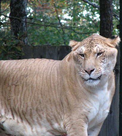 حیوانی که تا بحال وجود نداشته!؟ (+عکس) حیوانی که تا بحال وجود نداشته!؟ (+عکس)