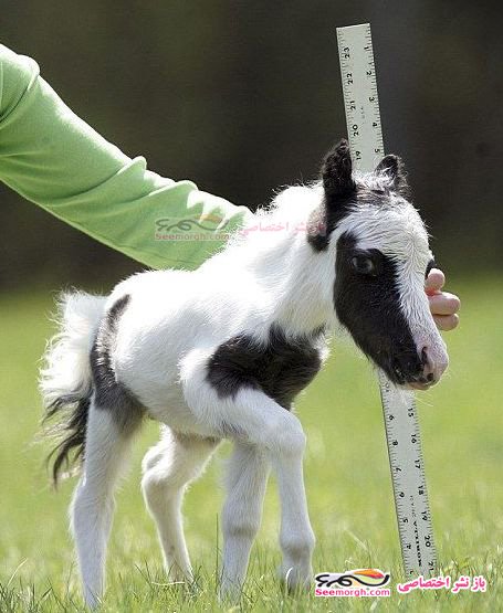 کوچک ترین اسب جهان با 3 کیلو وزن!!