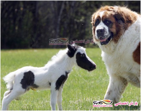 کوچک ترین اسب جهان با 3 کیلو وزن!!