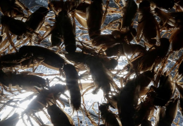 خانوادهای خوردن سوسک و جیرجیرک را جایگزین گوشت کرد (تصاویر) خانوادهای خوردن سوسک و جیرجیرک را جایگزین گوشت کرد (تصاویر)