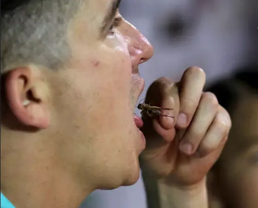 خانوادهای خوردن سوسک و جیرجیرک را جایگزین گوشت کرد (تصاویر) خانوادهای خوردن سوسک و جیرجیرک را جایگزین گوشت کرد (تصاویر)