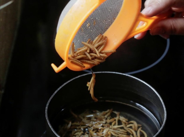 خانوادهای خوردن سوسک و جیرجیرک را جایگزین گوشت کرد (تصاویر) خانوادهای خوردن سوسک و جیرجیرک را جایگزین گوشت کرد (تصاویر)