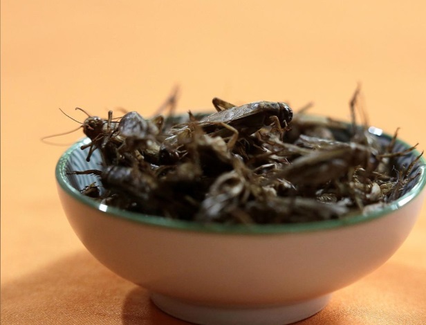 خانوادهای خوردن سوسک و جیرجیرک را جایگزین گوشت کرد (تصاویر) خانوادهای خوردن سوسک و جیرجیرک را جایگزین گوشت کرد (تصاویر)