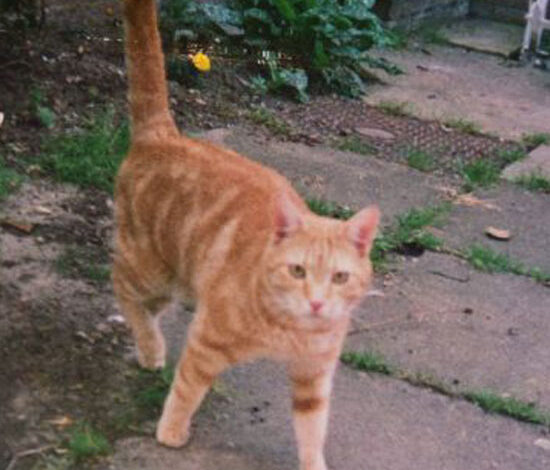 خبر جدید | با پیر ترین گربه دنیا آشنا شوید + عکس خبر جدید | با پیر ترین گربه دنیا آشنا شوید + عکس