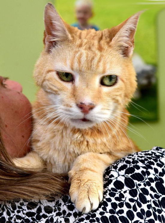 با پیر ترین گربه دنیا آشنا شوید + عکس با پیر ترین گربه دنیا آشنا شوید + عکس