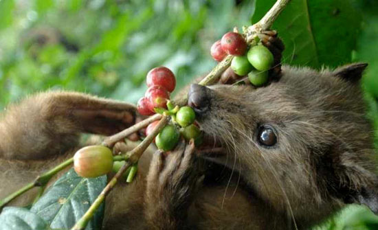 با گران ترین قهوه جهان آشنا شوید + عکس با گران ترین قهوه جهان آشنا شوید + عکس