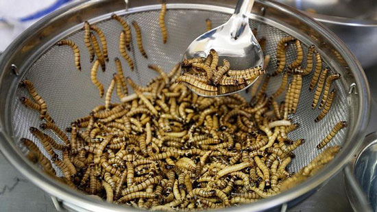 خبر جدید | کرم های خوراکی یا کرم کنجاله به زودی در سوپرمارکت ها + عکس خبر جدید | کرم های خوراکی یا کرم کنجاله به زودی در سوپرمارکت ها + عکس