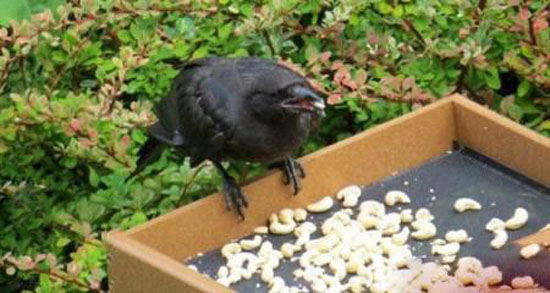 خبر جدید | پرنده ها برای این دختر غذا هدیه می آورند + عکس