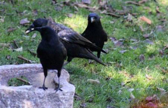 پرنده ها برای این دختر غذا هدیه می آورند + عکس