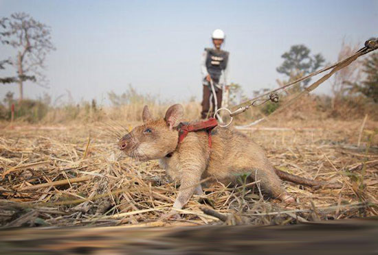 اهدای بالاترین نشان شجاعت به موش ماگاوا + عکس اهدای بالاترین نشان شجاعت به موش ماگاوا + عکس