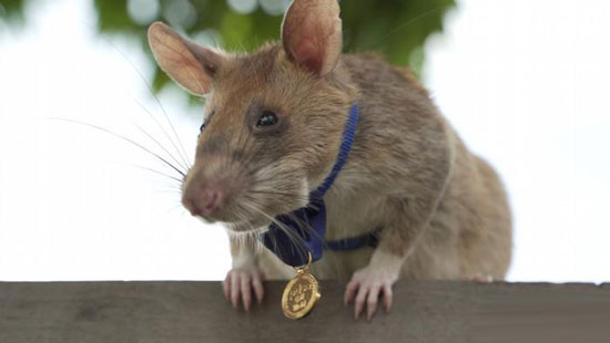 اهدای بالاترین نشان شجاعت به موش ماگاوا + عکس اهدای بالاترین نشان شجاعت به موش ماگاوا + عکس