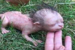 زمان و ساعت وبگردی؛ نوزاد عجیب الخلقه ای با آناتومی بدن و صورت شبیه گربه سانان! (تصاویر 18+) زمان و ساعت وبگردی؛ نوزاد عجیب الخلقه ای با آناتومی بدن و صورت شبیه گربه سانان! (تصاویر 18+)