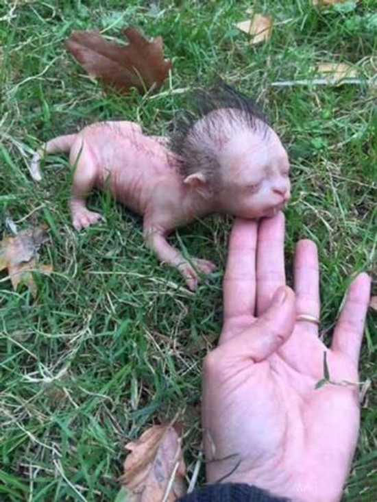 نوزاد عجیب الخلقه ای با آناتومی بدن و صورت شبیه گربه سانان! (تصاویر 18+) نوزاد عجیب الخلقه ای با آناتومی بدن و صورت شبیه گربه سانان! (تصاویر 18+)