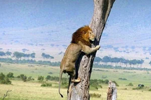 تاریخ و زمان وبگردی؛ ترفندهای جالب حیوانات هنگام ترس از شکار شدن! تاریخ و زمان وبگردی؛ ترفندهای جالب حیوانات هنگام ترس از شکار شدن!