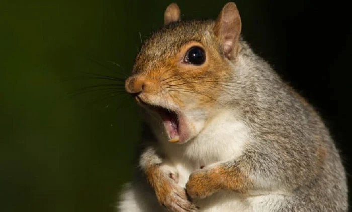 174332138086429-irannaz-com ترفندهای جالب حیوانات هنگام ترس از شکار شدن!